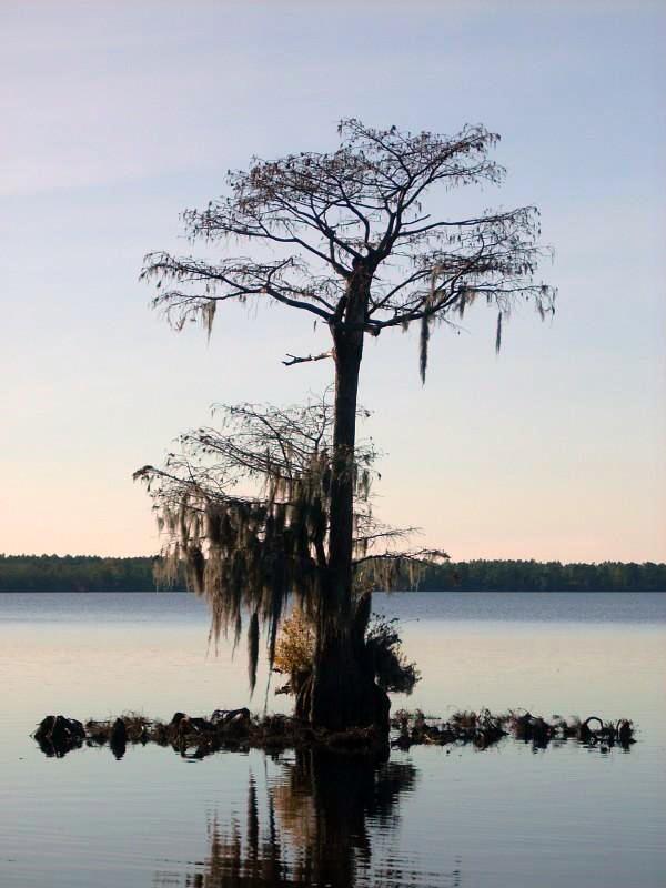Singletary Lake, North Carolina